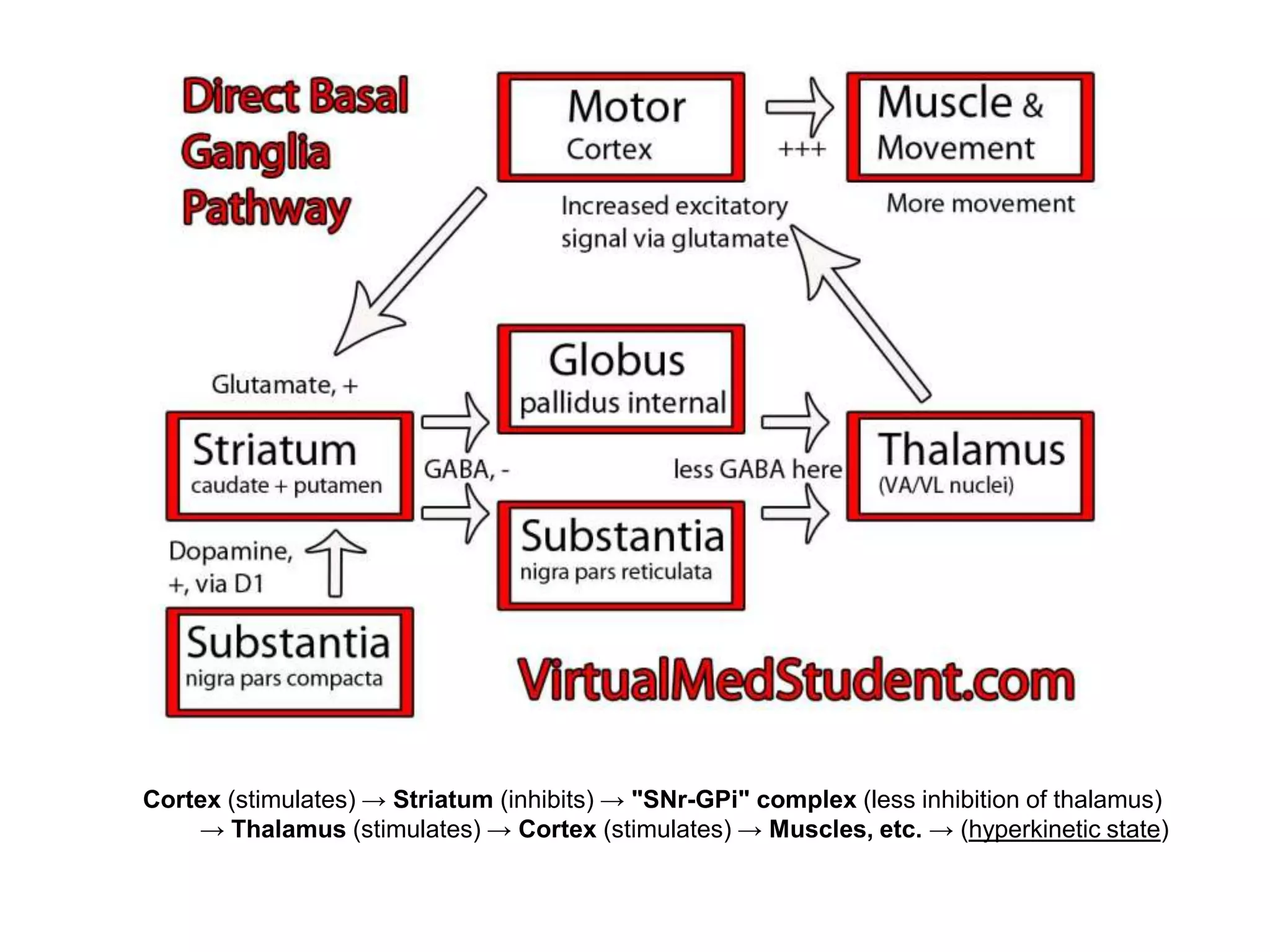 Motor cortex - Inputs, Outputs and functions in brief | PPTX