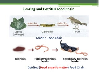 Grazing and Detritus Food Chain
Detritus (Dead organic matter) Food Chain
Grazing Food Chain
 