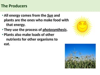 The Producers
•All energy comes from the Sun and
plants are the ones who make food with
that energy.
•They use the process of photosynthesis.
•Plants also make loads of other
nutrients for other organisms to
eat.
 