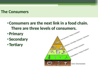 The Consumers
•Consumers are the next link in a food chain.
There are three levels of consumers.
•Primary
•Secondary
•Tertiary
 