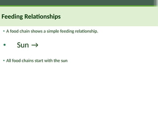 Feeding Relationships
• A food chain shows a simple feeding relationship.
• Sun →
• All food chains start with the sun
 