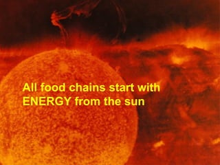 All food chains start with
ENERGY from the sun
 