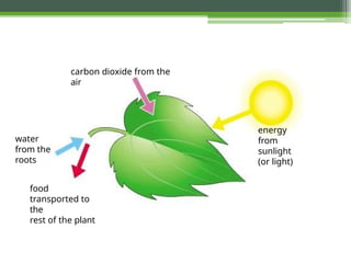 carbon dioxide from the
air
energy
from
sunlight
(or light)
water
from the
roots
food
transported to
the
rest of the plant
 