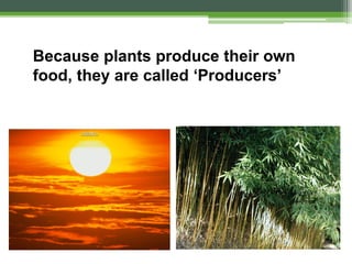 Because plants produce their own
food, they are called ‘Producers’
 