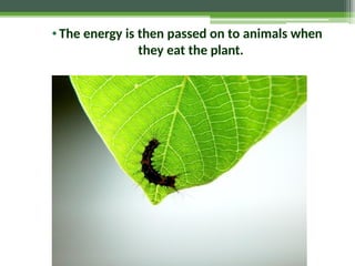 •The energy is then passed on to animals when
they eat the plant.
 