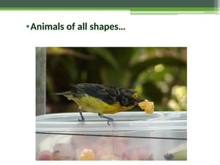 •Animals of all shapes…
 
