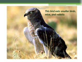 This bird eats smaller birds,
mice, and rabbits
 