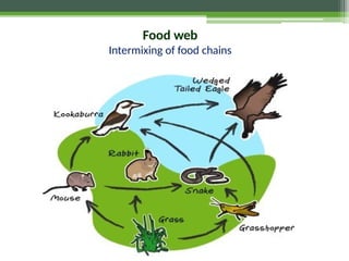 Food web
Intermixing of food chains
 
