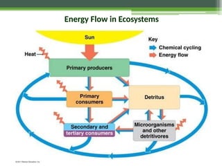 Energy Flow in Ecosystems
 