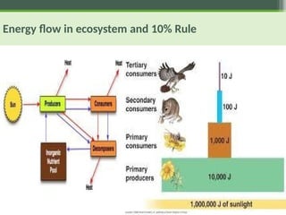 Energy flow in ecosystem and 10% Rule
 
