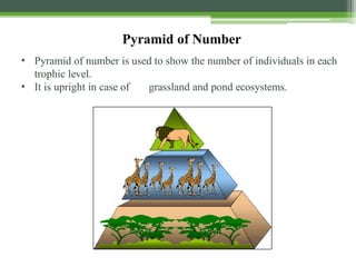Pyramid of Number
• Pyramid of number is used to show the number of individuals in each
trophic level.
• It is upright in case of grassland and pond ecosystems.
 