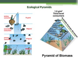 tertiary
consumers
secondary
consumers
primary
consumers
producers
75 g/m2
150g/m2
675g/m2
2000g/m2
Ecological Pyramids
 