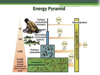 Energy Pyramid
is
 