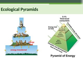 Ecological Pyramids
energy
lost
energy transferred
 