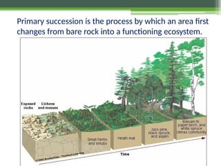 Primary succession is the process by which an area first
changes from bare rock into a functioning ecosystem.
 