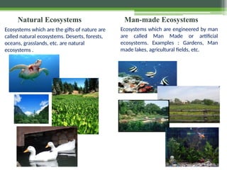 Natural Ecosystems Man-made Ecosystems
Ecosystems which are engineered by man
are called Man Made or artificial
ecosystems. Examples : Gardens, Man
made lakes, agricultural fields, etc.
Ecosystems which are the gifts of nature are
called natural ecosystems. Deserts, forests,
oceans, grasslands, etc. are natural
ecosystems .
 