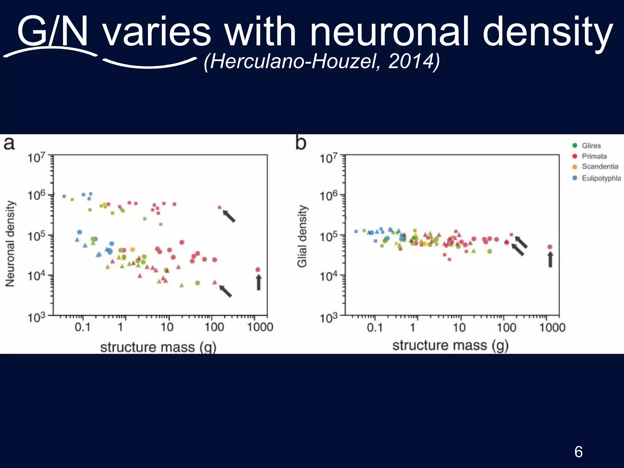 G/N varies with neuronal density
6
(Herculano-Houzel, 2014)
 