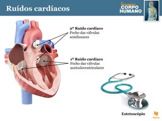1º Ruído cardíaco
Fecho das válvulas
auriculoventriculares
2º Ruído cardíaco
Fecho das válvulas
semilunares
Estetoscópio
Ruídos cardíacos
 