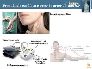 Esfigmomanómetro
Pressão arterial
máxima ou sistólica
Pressão arterial
mínima ou
diastólica
Frequência cardíaca
Frequência cardíaca e pressão arterial
Pressão arterial
 