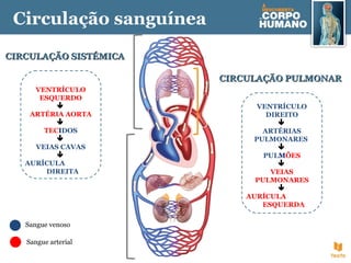 CIRCULAÇÃO SISTÉMICACIRCULAÇÃO SISTÉMICA
VENTRÍCULO
ESQUERDO

ARTÉRIA AORTA

TECIDOS

VEIAS CAVAS

AURÍCULA
DIREITA
CIRCULAÇÃO PULMONARCIRCULAÇÃO PULMONAR
VENTRÍCULO
DIREITO

ARTÉRIAS
PULMONARES

PULMÕES

VEIAS
PULMONARES

AURÍCULA
ESQUERDA
Sangue venoso
Sangue arterial
Circulação sanguínea
 