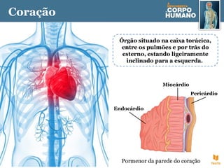 Órgão situado na caixa torácica,
entre os pulmões e por trás do
esterno, estando ligeiramente
inclinado para a esquerda.
Coração
Endocárdio
Miocárdio
Pericárdio
Pormenor da parede do coração
 