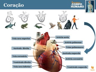 Artéria aorta
Artéria pulmonar
Veias pulmonares
Coração
Veia cava inferior
Veia cava superior
Veia coronária
Artéria coronária
Aurícula direita
Ventrículo direito
Ventrículo esquerdo
Aurícula esquerda
 