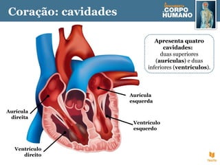Aurícula
esquerda
Ventrículo
esquerdo
Aurícula
direita
Ventrículo
direito
Apresenta quatro
cavidades:
duas superiores
(aurículas) e duas
inferiores (ventrículos).
Coração: cavidades
 