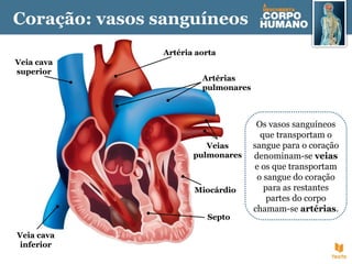 Veia cava
superior
Veia cava
inferior
Artérias
pulmonares
Septo
Artéria aorta
Miocárdio
Veias
pulmonares
Os vasos sanguíneos
que transportam o
sangue para o coração
denominam-se veias
e os que transportam
o sangue do coração
para as restantes
partes do corpo
chamam-se artérias.
Coração: vasos sanguíneos
 