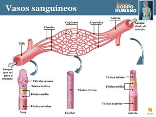 Vasos sanguíneos
Válvula venosa
Veia
Túnica íntima
Túnica exterior
Túnica média
Capilar
Túnica íntima
Artéria
Túnica íntima
Túnica exterior
Túnica média
Sangue
vindo do
coração
Sangue
que vai
para o
coração
Veia
Artéria
ArteríolasCapilares
Vénulas
 
