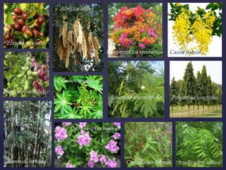 Bougainvillea spectabilis
Albizzia lebbek
Bambusa bambos Croton sparsiflorus
Cassia fistula
Azadirachta indica
Leucaena leucocephala
Ricinus communis
Polyalthia longifolia
Catharanthus roseus
Zizyphus jujuba
Pithecolobium dulce
 