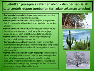 Sebutkan jenis-jenis cekaman abiotik dan berikan salah
satu contoh respon tumbuhan terhadap cekaman tersebut!
•Terhadap Cekaman Kekeringan, contoh respon menutup
 stomata untuk mengurangi transpirasi.
•Terhadap Cekaman Banjir, contoh respon menghasilkan
 buluh udara pada sel korteks akar sebagai alat pemasukan
 oksigen.
•Terhadap Cekaman Garam, contoh respon memproduksi
 linarut berupa senyawa organik yang dapat menjaga
 potensial air sel lebih negatif dari pada larutan tanah.
•Terhadap Cekaman Panas, contoh respon menutup
 stomata untuk mengkonservasi air.
•Terhadap Cekaman Dingin, contoh respon menambah
 asam lemak tidak jenuh pada membran lipidnya yang dapat
 menghalangi pembentukan kristal, sehingga fluiditasnya
 dipertahankan.
•Terhadap Cekaman Pembekuan (Freezing), contoh respon
 sebelum menghadapi musim salju, sel akan meningkatkan
 level sitoplasmanya dengan linarut spesifik, semisal
 gula, yang toleransinya lebih baik pada konsentrasi tinggi
 dan membantu mengurangi kehilangan air dari sel selama
 temperatur dingin di luar sel tersebut.
 