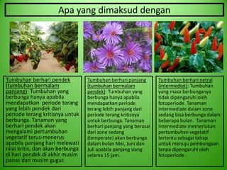 Apa yang dimaksud dengan


     STRAWBERRY                        ASTER                          CABAI




Tumbuhan berhari pendek           Tumbuhan berhari panjang       Tumbuhan berhari netral
(tumbuhan bermalam                (tumbuhan bermalam             (intermediet): Tumbuhan
panjang): Tumbuhan yang           pendek): Tumbuhan yang         yang masa berbunganya
berbunga hanya apabila            berbunga hanya apabila         tidak dipengaruhi oleh
mendapatkan periode terang        mendapatkan periode            fotoperiode. Tanaman
yang lebih pendek dari            terang lebih panjang dari      intermediate dalam zone
periode terang kritisnya untuk    periode terang kritisnya       sedang bisa berbunga dalam
berbunga. Tanaman yang            untuk berbunga. Tanaman        beberapa bulan. Tanaman
berhari pendek akan               berhari panjang yang berasal   intermediate memerlukan
mengalami pertumbuhan             dari zone sedang               pertumbuhan vegetatif
vegetatif terus-menerus           (temperate) akan berbunga      tertentu sebagai tahap
apabila panjang hari melewati     dalam bulan Mei, Juni dan      untuk menuju pembungaan
nilai kritis, dan akan berbunga   Juli apabila panjang siang     tanpa dipengaruhi oleh
di hari pendek di akhir musim     selama 15 jam.                 fotoperiode .
panas dan musim gugur.
 