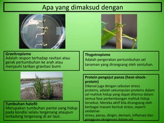 Apa yang dimaksud dengan




Gravitropisme                           Thygotropisme
Adalah respon terhadap ravitasi atau    Adalah pergerakan pertumbuhan sel
gerak pertumbuhan ke arah atau
menjauhi tarikan gravitasi bumi         tanaman yang dirangsang oleh sentuhan.


                                        Protein pengejut panas (heat-shock-
                                        protein)
                                        Dikenal juga dengan sebutan stress
                                        proteins, adalah sekumpulan proteins dalam
                                        sel mahluk hidup yang dapat ditemui dalam
                                        semua fase perkembangan mahluk hidup
Tumbuhan halofit                        tersebut. Mereka aktif bila dirangsang oleh
Merupakan tumbuhan pantai yang hidup    berbagai macam bentuk stress, seperti
pada kondisi selalu tergenang ataupun   oxidative-
terkadang tergenang di air laut.        stress, panas, dingin, demam, inflamasi dan
                                        gangguan oksigenasi dalam sel.
 