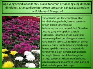 Apa yang terjadi apabila stek pucuk tanaman krisan langsung ditanam
 diIndonesia, tanpa diberi perlakuan tambahan cahaya pada malam
                     hari? Jelaskan! Mengapa?

                              Tanaman krisan tersebut tidak akan
                              tumbuh dengan baik, karena tanaman
                              krisan bukan tanaman asli
                              Indonesia, namun berasal dari Cina dan
                              Jepang yang merupakan daerah
                              subtropis. Tanaman krisan juga tidak
                              akan mengalami pembungaan karena
                              tanaman ini termasuk tumbuhan berhari
                              pendek, yaitu tumbuhan yang berbunga
                              hanya apabila mendapatkan periode
                              terang yang lebih pendek dari periode
                              terang kritisnya untuk berbunga. Ini
                              artinya tanaman krisan akan berbunga
                              apabila panjang malamnya lebih panjang
                              dari periode gelap kritisnya.
 