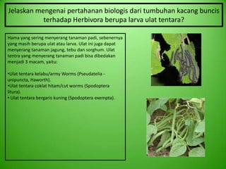 Jelaskan mengenai pertahanan biologis dari tumbuhan kacang buncis
           terhadap Herbivora berupa larva ulat tentara?

Hama yang sering menyerang tanaman padi, sebenernya
yang masih berupa ulat atau larva. Ulat ini juga dapat
menyerang tanaman jagung, tebu dan sorghum. Ulat
tentra yang menyerang tanaman padi bisa dibedakan
menjadi 3 macam, yaitu:

•Ulat tentara kelabu/army Worms (Pseudatelia -
unipuncta, Haworth).
•Ulat tentara coklat hitam/cut worms (Spodoptera
litura).
• Ulat tentara bergaris kuning (Spodoptera exempta).
 