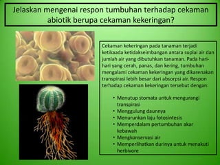Jelaskan mengenai respon tumbuhan terhadap cekaman
          abiotik berupa cekaman kekeringan?

                      Cekaman kekeringan pada tanaman terjadi
                      ketikaada ketidakseimbangan antara suplai air dan
                      jumlah air yang dibutuhkan tanaman. Pada hari-
                      hari yang cerah, panas, dan kering, tumbuhan
                      mengalami cekaman kekeringan yang dikarenakan
                      transpirasi lebih besar dari absorpsi air. Respon
                      terhadap cekaman kekeringan tersebut dengan:

                          • Menutup stomata untuk mengurangi
                            transpirasi
                          • Menggulung daunnya
                          • Menurunkan laju fotosintesis
                          • Memperdalam pertumbuhan akar
                            kebawah
                          • Mengkonservasi air
                          • Memperlihatkan durinya untuk menakuti
                            herbivore
 