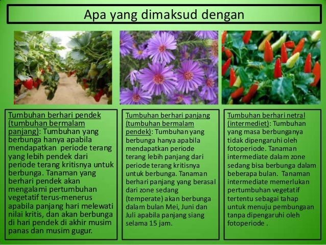 M24 Kelompok 7 Respon Tanaman