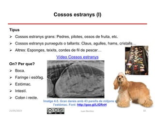 Identificació i actuació davant
urgències digestives
Tipus
 Cossos estranys grans: Pedres, pilotes, ossos de fruita, etc.
 Cossos estranys punxeguts o tallants: Claus, agulles, hams, cristalls…
 Altres: Esponges, teixits, cordes de fil de pescar…
Vídeo Cossos estranys
On? Per que?
 Boca.
 Faringe i esòfag.
 Estómac.
 Intestí.
 Colon i recte.
Juan Benítez 10
Cossos estranys (I)
10/07/2015
Imatge 4-5. Gran danès amb 43 parells de mitjons a
l’estómac. Font: http://goo.gl/LiGRnH
 