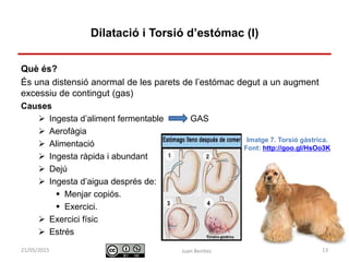 Identificació i actuació davant
urgències digestives
Què és?
És una distensió anormal de les parets de l’estómac degut a un augment
excessiu de contingut (gas)
Causes
 Ingesta d’aliment fermentable GAS
 Aerofàgia
 Alimentació
 Ingesta ràpida i abundant
 Dejú
 Ingesta d’aigua després de:
 Menjar copiós.
 Exercici.
 Exercici físic
 Estrés
Juan Benítez 13
Dilatació i Torsió d’estómac (I)
10/07/2015
Imatge 7. Torsió gàstrica.
Font: http://goo.gl/HsOo3K
 