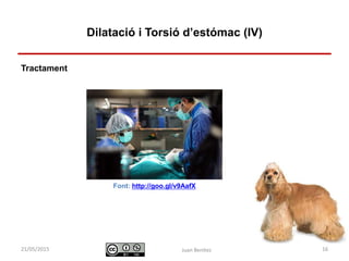 Identificació i actuació davant
urgències digestives
Tractament
Juan Benítez 16
Dilatació i Torsió d’estómac (IV)
10/07/2015
Font: http://goo.gl/v9AafX
 