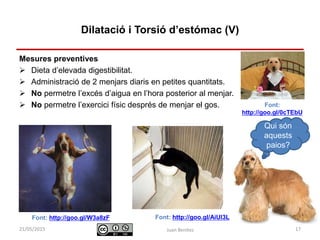 Identificació i actuació davant
urgències digestives
Mesures preventives
 Dieta d’elevada digestibilitat.
 Administració de 2 menjars diaris en petites quantitats.
 No permetre l’excés d’aigua en l’hora posterior al menjar.
 No permetre l’exercici físic després de menjar el gos.
Juan Benítez 17
Dilatació i Torsió d’estómac (V)
10/07/2015
Qui són
aquests
paios?
Font: http://goo.gl/W3a8zF Font: http://goo.gl/AiUl3L
Font:
http://goo.gl/0cTEbU
 