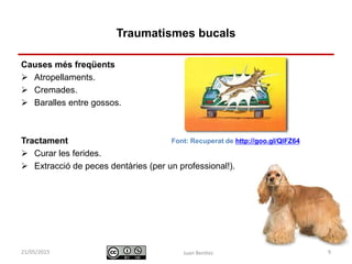 Identificació i actuació davant
urgències digestives
Causes més freqüents
 Atropellaments.
 Cremades.
 Baralles entre gossos.
Tractament
 Curar les ferides.
 Extracció de peces dentàries (per un professional!).
Juan Benítez 9
Traumatismes bucals
10/07/2015
Font: Recuperat de http://goo.gl/QlFZ64
 
