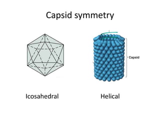 Capsid symmetry
Icosahedral Helical
 