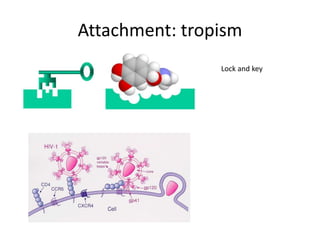 Attachment: tropism
Lock and key
 