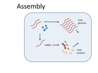 mRNA
Viral
proteins
Assembly
 
