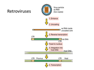 Retroviruses
 