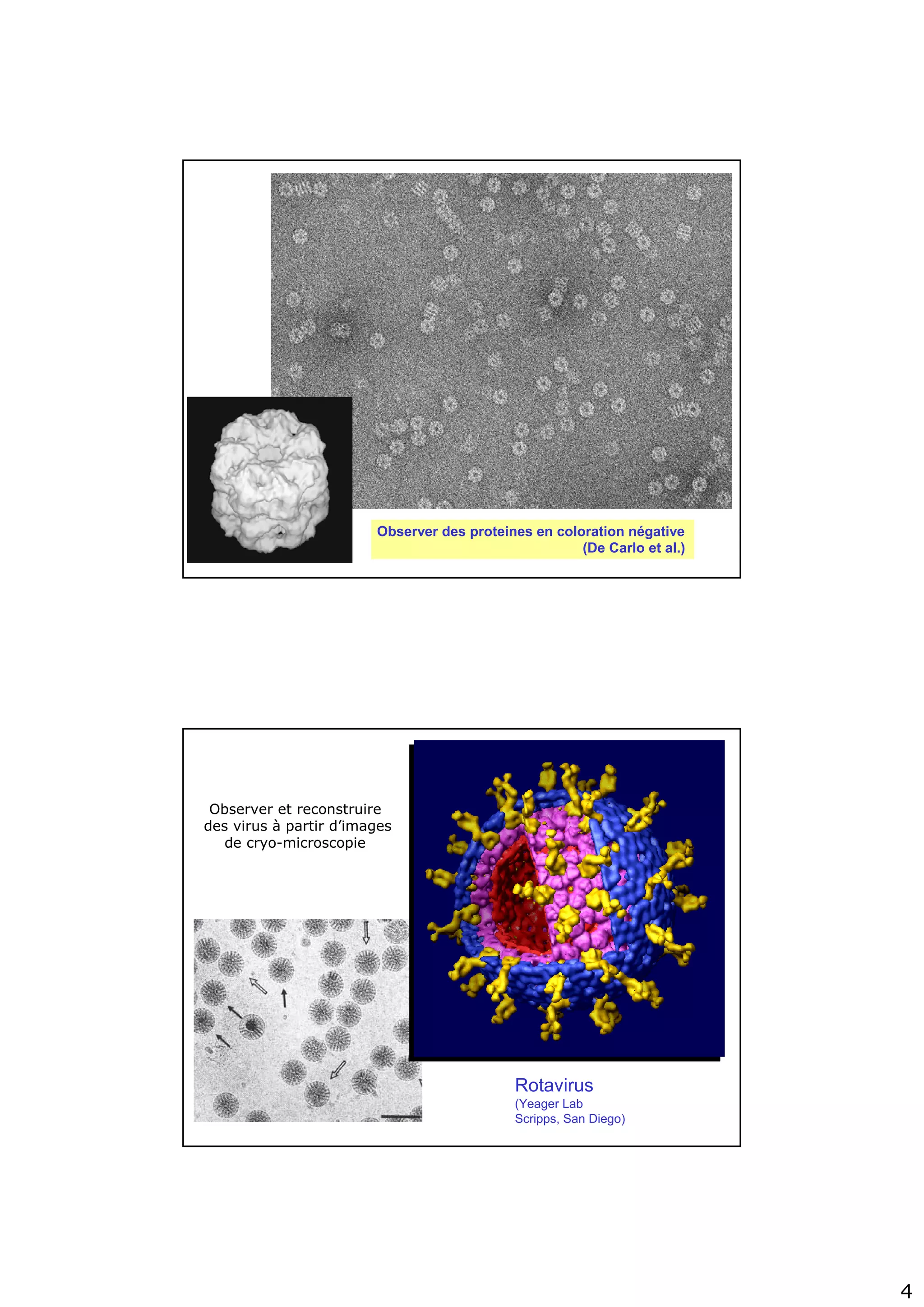 4
Observer des proteines en coloration négative
(De Carlo et al.)
Rotavirus
(Yeager Lab
Scripps, San Diego)
Observer et reconstruire
des virus à partir d’images
de cryo-microscopie
 
