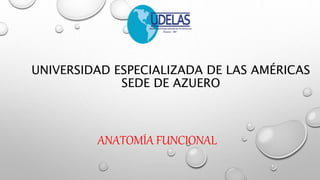 UNIVERSIDAD ESPECIALIZADA DE LAS AMÉRICAS
SEDE DE AZUERO
ANATOMÍA FUNCIONAL
 