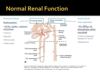Normal Renal FunctionProximal TubuleReabsorption:  HCO3- (90%) – carbonic anhydrase