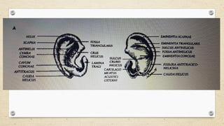 Bat Ear Rotation BAT EARS classification diagnosis and management | PPTX
